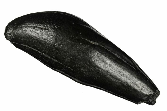 Fossil Sperm Whale (Scaldicetus) Tooth - South Carolina #185987